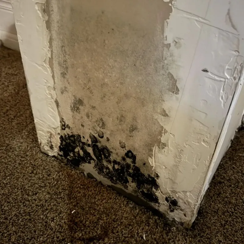 Professional Mold Removal in Wake County, NC